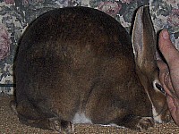 +BITF Castor Junior Doe+