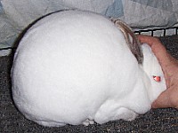 +Kelly's Misto+